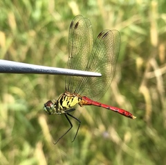 Sympetrum kunckeli
