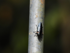 Belionota prasina