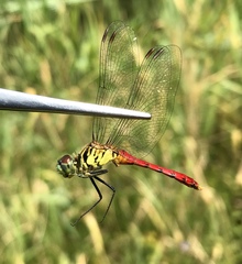 Sympetrum kunckeli