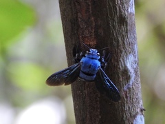 Xylocopa caerulea