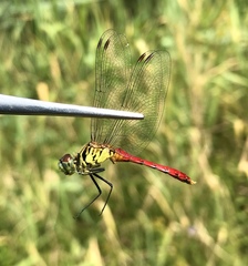 Sympetrum kunckeli
