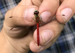 Sympetrum kunckeli