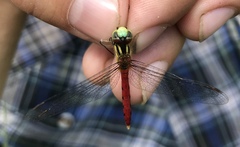 Sympetrum kunckeli