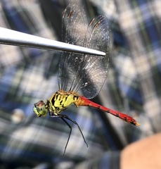 Sympetrum kunckeli