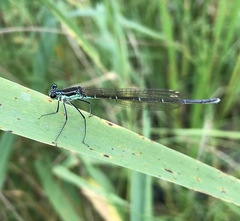 Pseudocopera rubripes