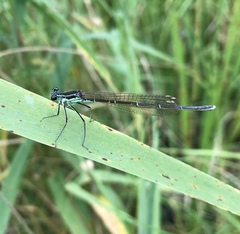 Pseudocopera rubripes