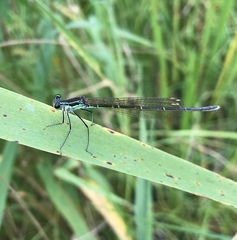 Pseudocopera rubripes