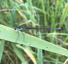 Pseudocopera rubripes