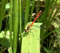 Sympetrum kunckeli