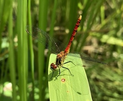 Sympetrum kunckeli