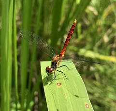 Sympetrum kunckeli