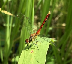 Sympetrum kunckeli