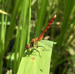 Sympetrum kunckeli