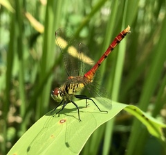 Sympetrum kunckeli
