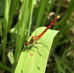 Sympetrum kunckeli