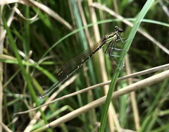 Pseudocopera rubripes