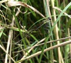Pseudocopera rubripes