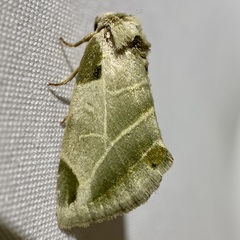 Heminocloa mirabilis