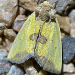 Stiria sulphurea