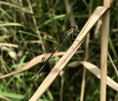 Pseudocopera rubripes