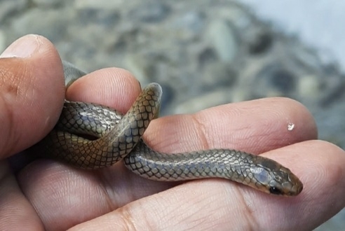 Peters' Black-headed Snake