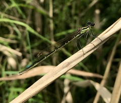 Pseudocopera rubripes