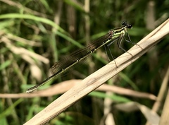 Pseudocopera rubripes