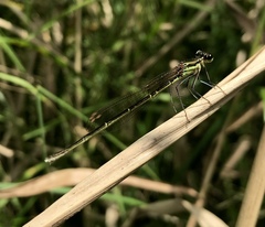 Pseudocopera rubripes