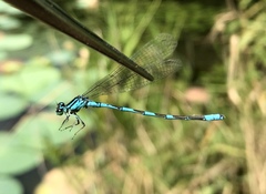Coenagrion lanceolatum