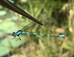 Coenagrion lanceolatum