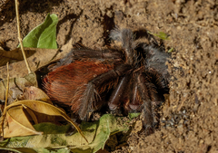 Aphonopelma anax