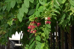 Combretum indicum