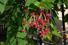 Combretum indicum