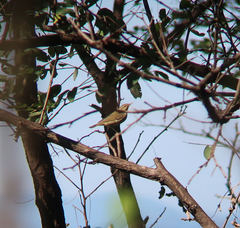 Phylloscopus borealis