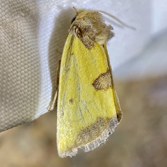 Stiria sulphurea