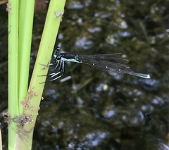 Pseudocopera rubripes
