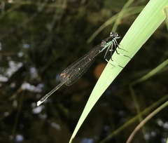 Pseudocopera rubripes