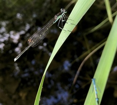 Pseudocopera rubripes