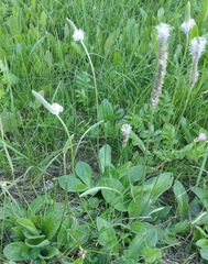 Plantago media