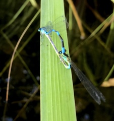 Coenagrion lanceolatum
