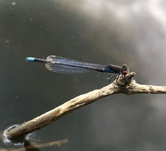 Erythromma najas humerale