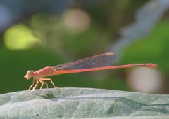 Ceriagrion rubiae
