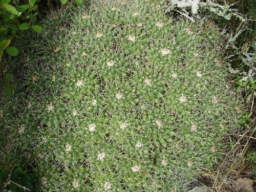 Image of Mammillaria compressa by (c) Jose Antonio Aranda Pineda, some rights reserved (CC BY)