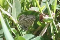Leptotes trigemmatus