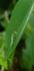 Chironomidae