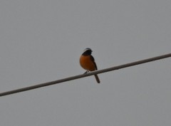 Phoenicurus auroreus