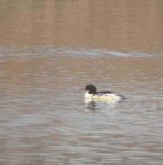 Mergus merganser