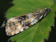 Syricoris