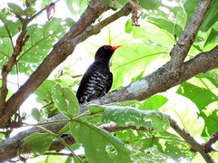 Chrysococcyx xanthorhynchus