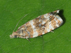 Phiaris micana